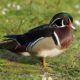 Wood duck