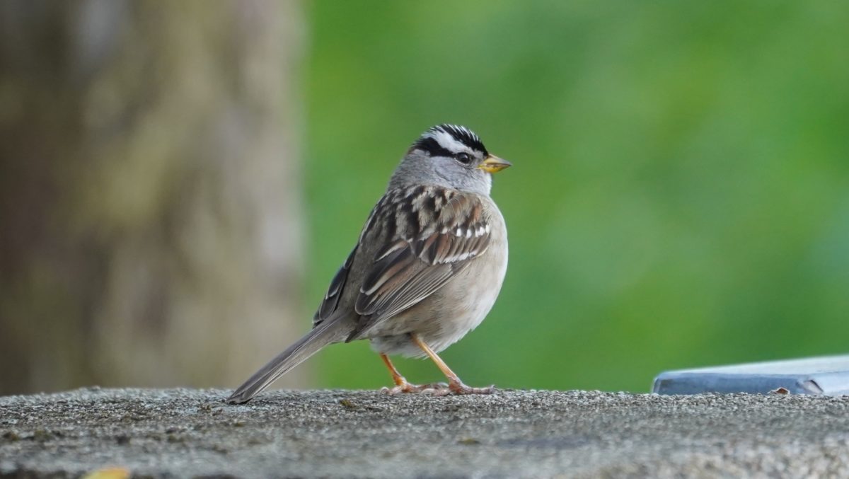 White-crowned sparrow