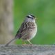 White-crowned sparrow