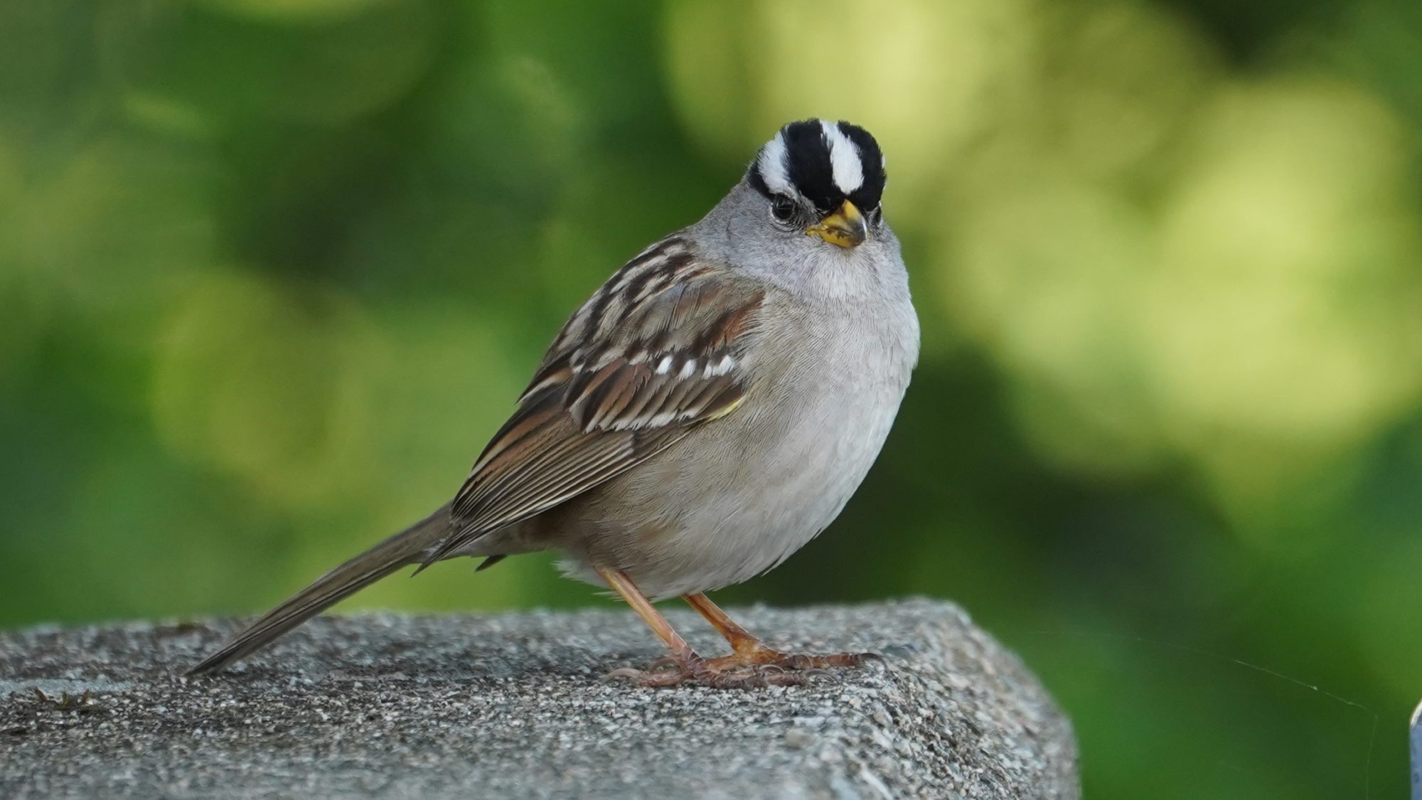 white-crowned sparrow