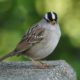 White-crowned sparrow, facing me