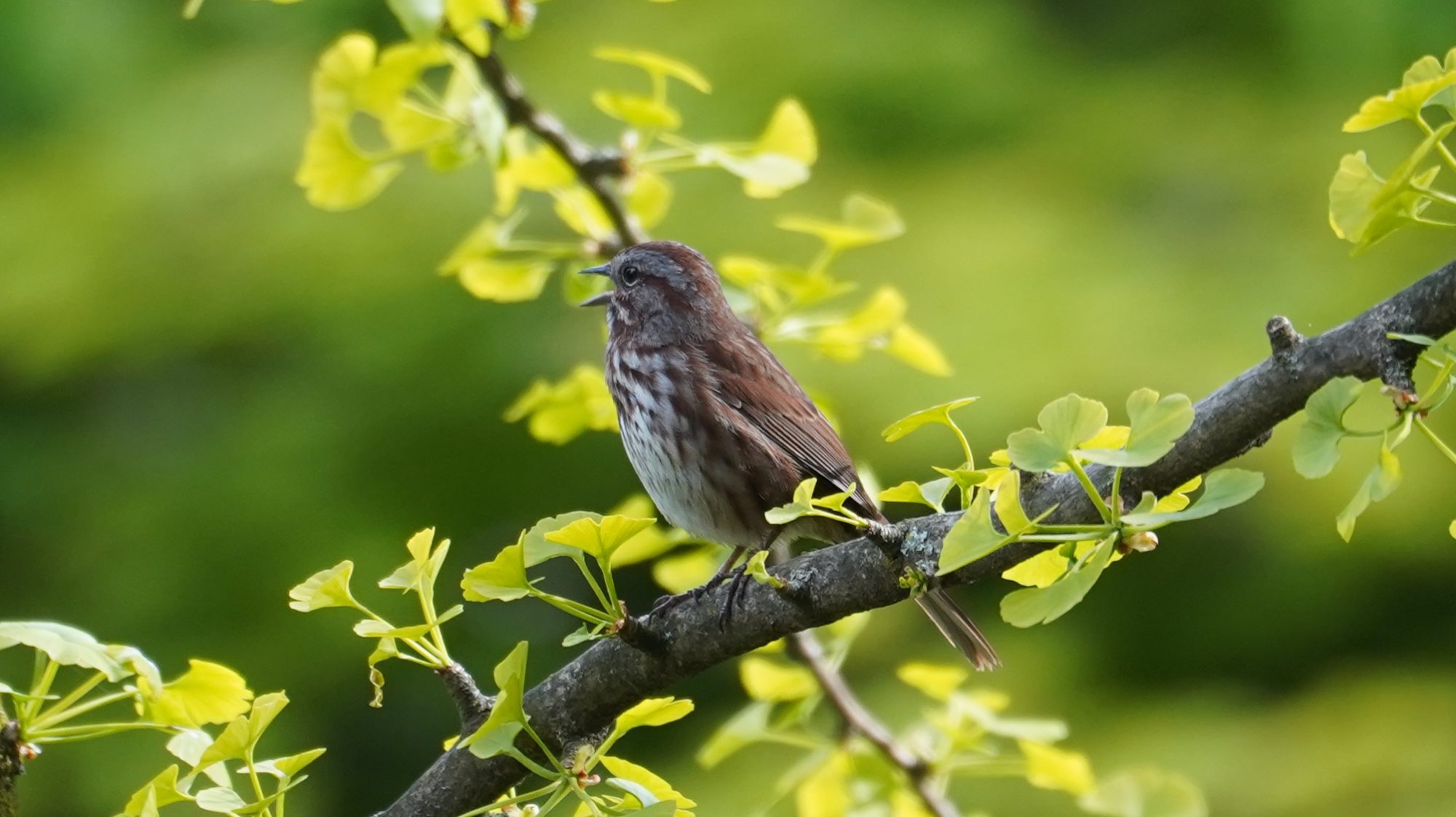 song sparrow