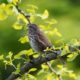 Song sparrow