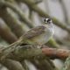 White-crowned sparrow
