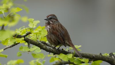 Song sparrow