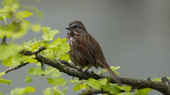 Song sparrow