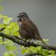 Song sparrow