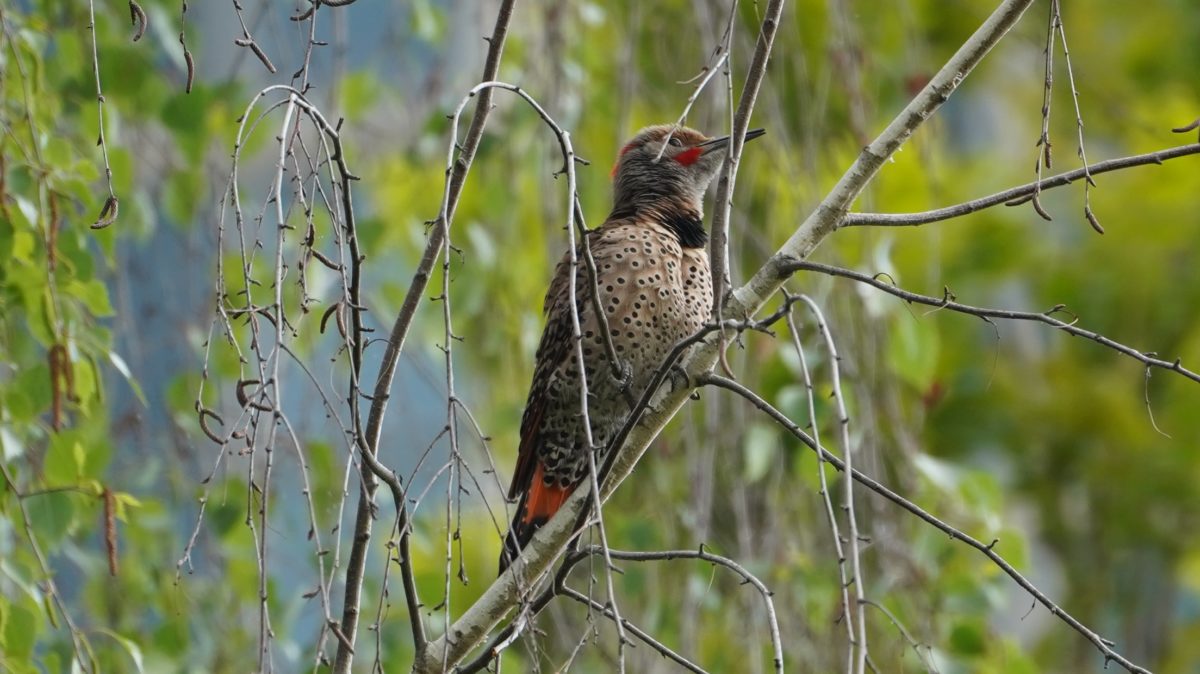 Northern flicker