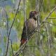 Northern flicker