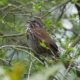 Singing song sparrow