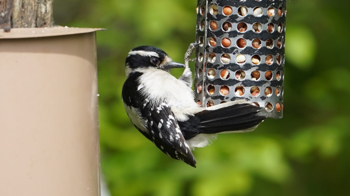 Downy woodpecker, female