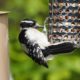 Downy woodpecker, female