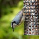 Red-breasted nuthatch