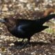 Brown-headed cowbird, male
