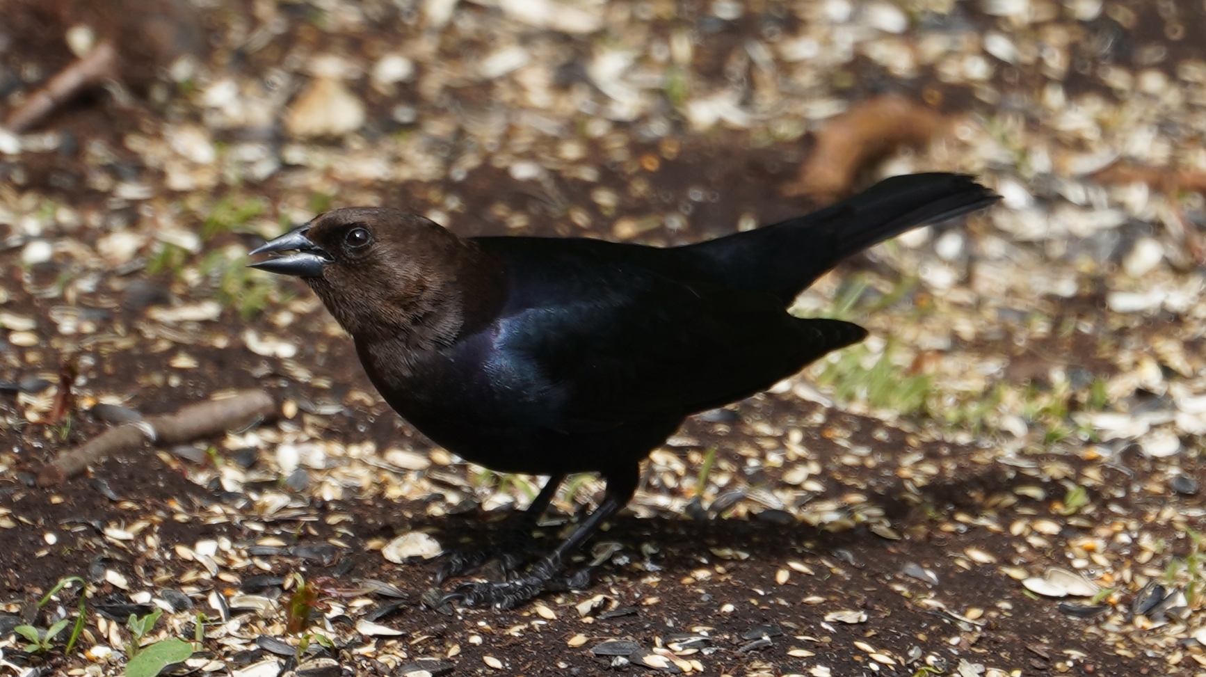 Brown-headed cowbird