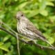 Purple finch, female