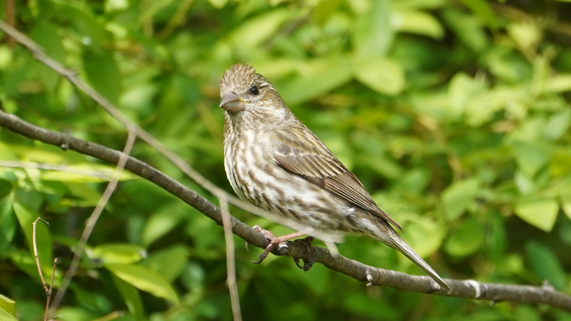 purple finch, female