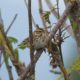Savannah sparrow