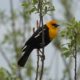 Yellow-headed blackbird