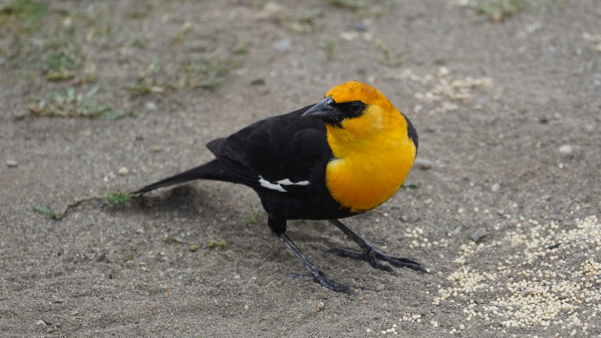 Yellow-headed blackbird