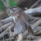 Song sparrow, stretching