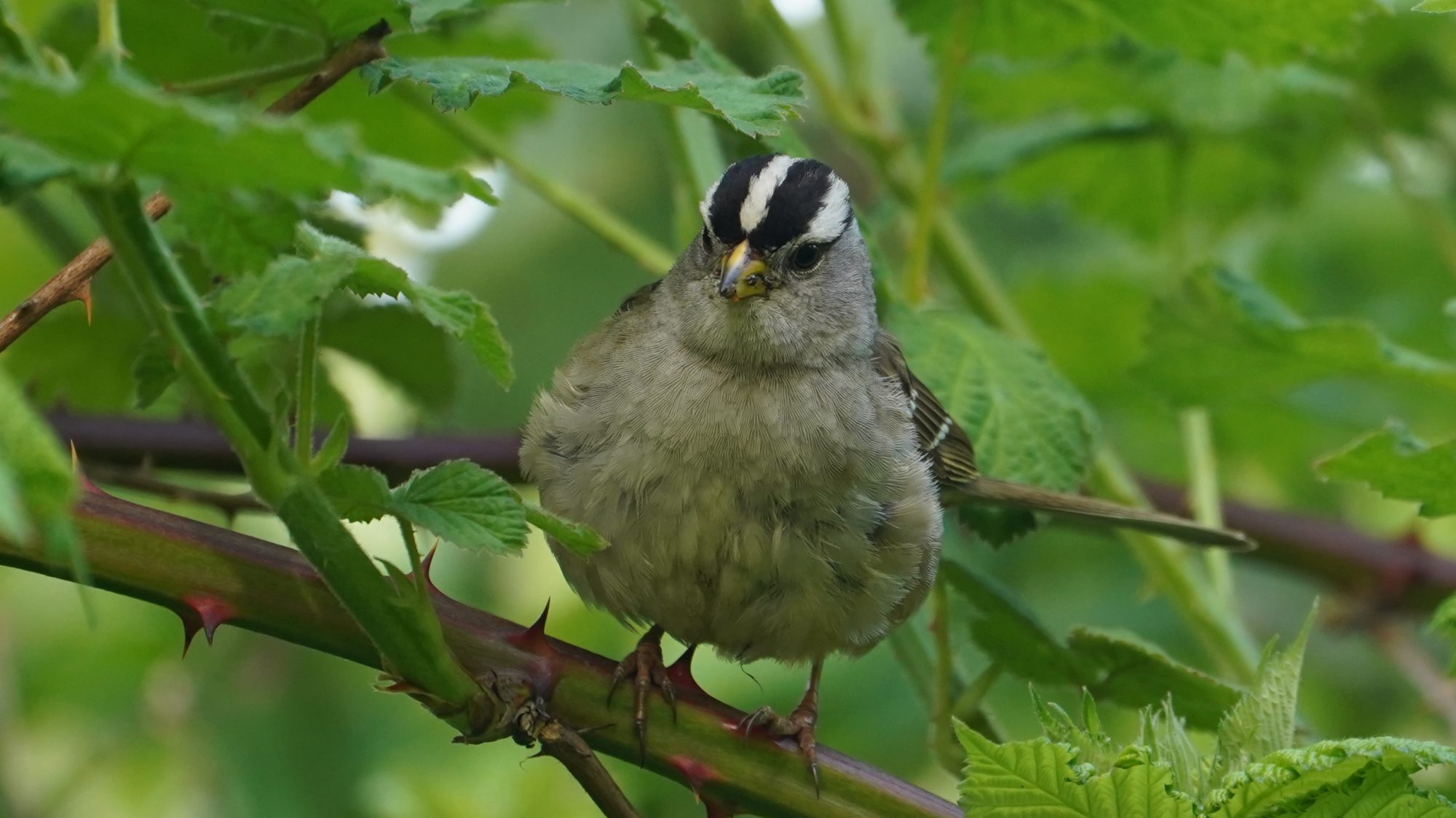 White-crowned sparrow