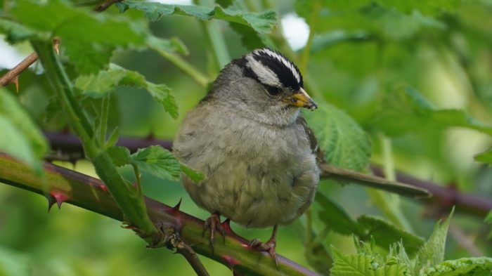 White-crowned sparrow