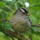 White-crown with muddy beak