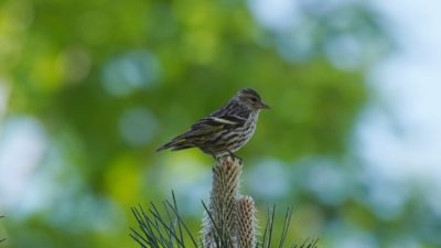 Pine siskin