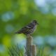 Pine siskin