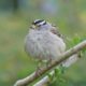 Sleepy white-crowned sparrow