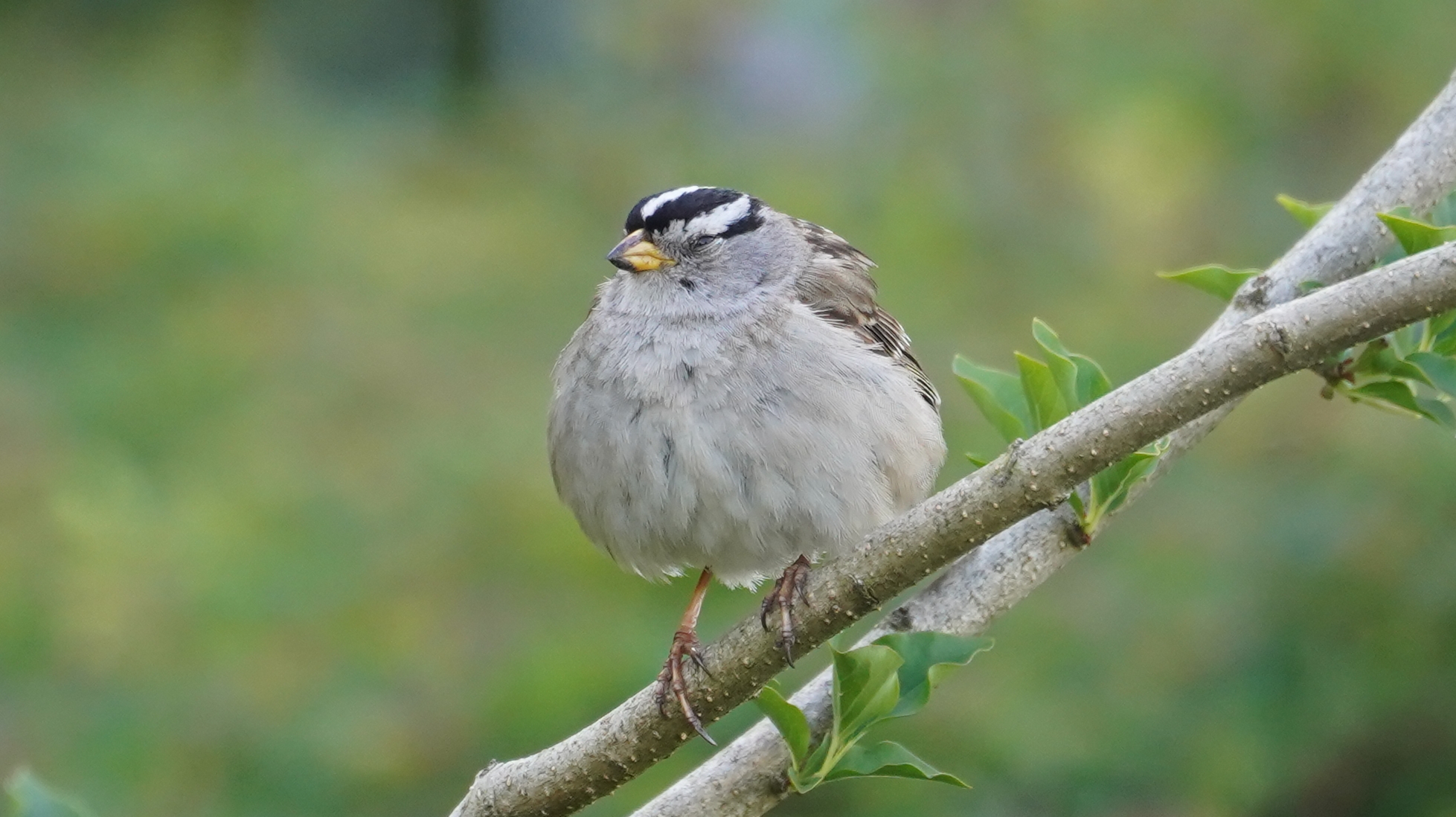 Sleepy white-crowned sparrow