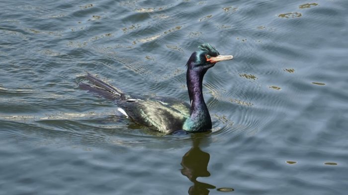 iridescent cormorant