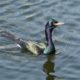 Shiny cormorant