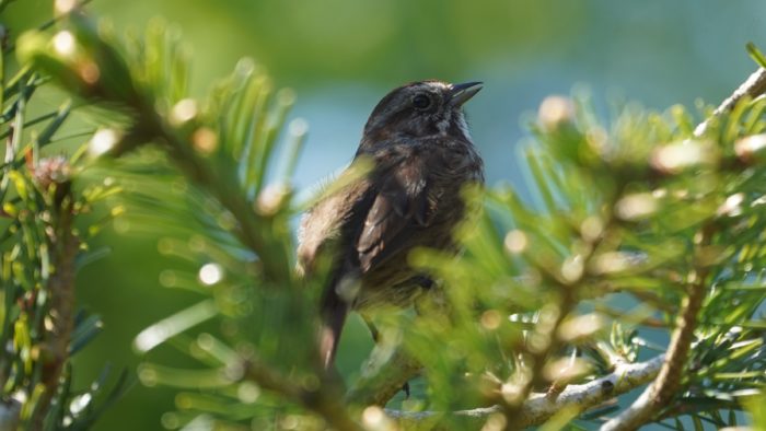 Song sparrow