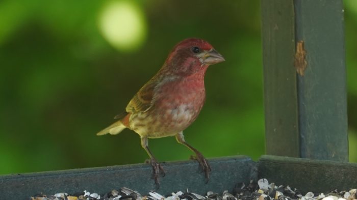 Purple finch, male