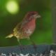 Purple finch, male