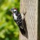 Downy woodpecker, male
