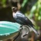 Brown-headed cowbird