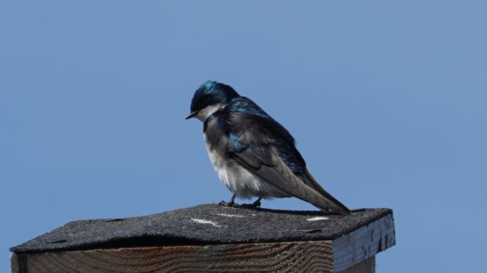 Tree swallow