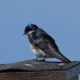 Tree swallow