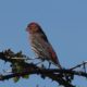 House finch