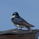 Tree swallow giving me the eye