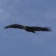 Soaring eagle