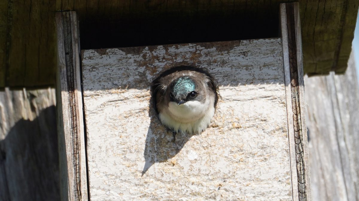 Tree swallow in nest box