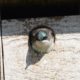Tree swallow peeking out