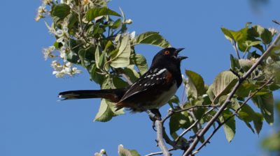 Spotted towhee singing