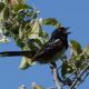 Spotted towhee singing