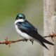 Tree swallow on barbed wire