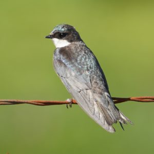 Female tree swallow